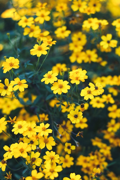 黄色のデイジーの花の肖像画のグループ