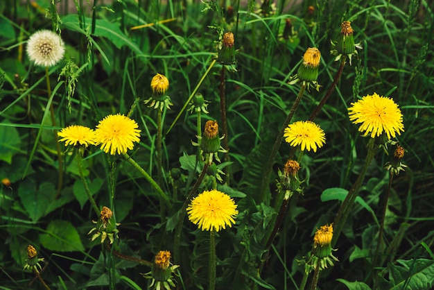 Group of yellow dandelions on green lawn.