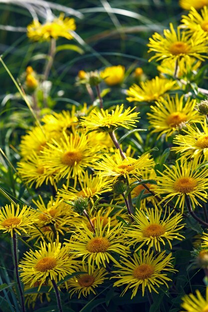 Gruppo di fiori di prato giallo.