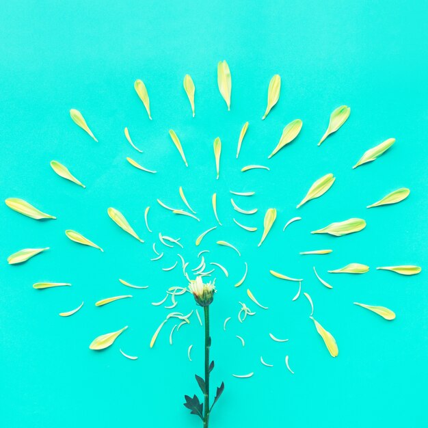 Photo group of yellow petals flower on blue