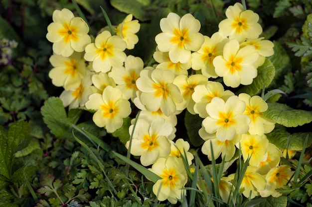 春の日差しの中で開花する黄色いサクラソウのグループ