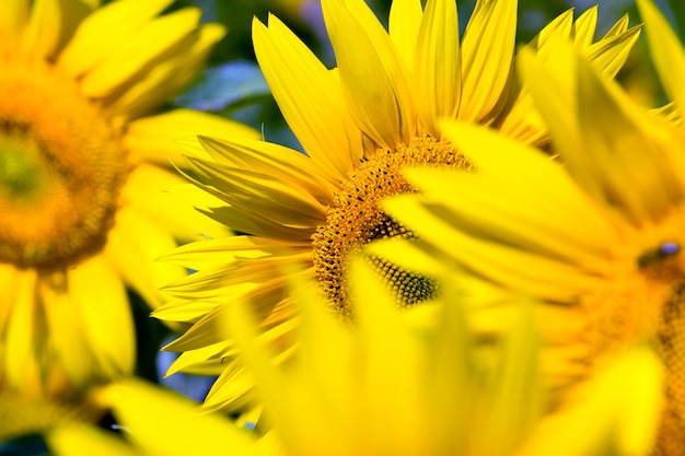 Group  of yellow sunflower