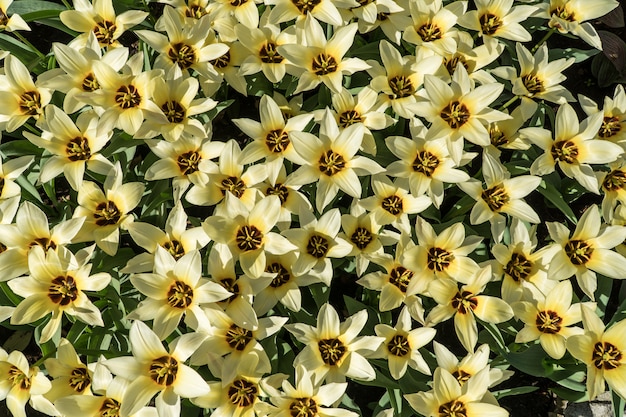 Group of yellow tulips on the top