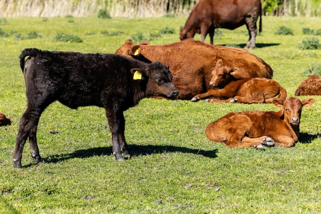 Foto gruppo di giovani bovini su terreni agricoli