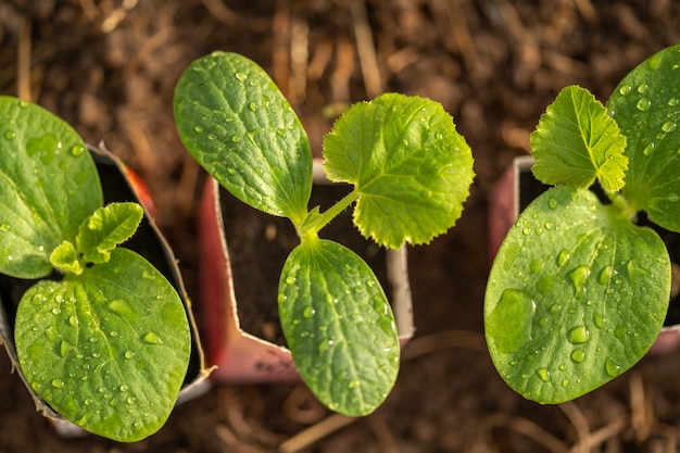 Group of young green pumpkin plants growing in a pot.