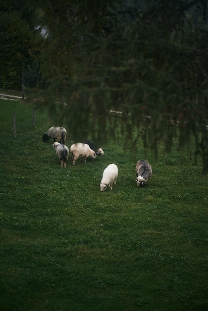 Group of young sheep eating grass at a farm