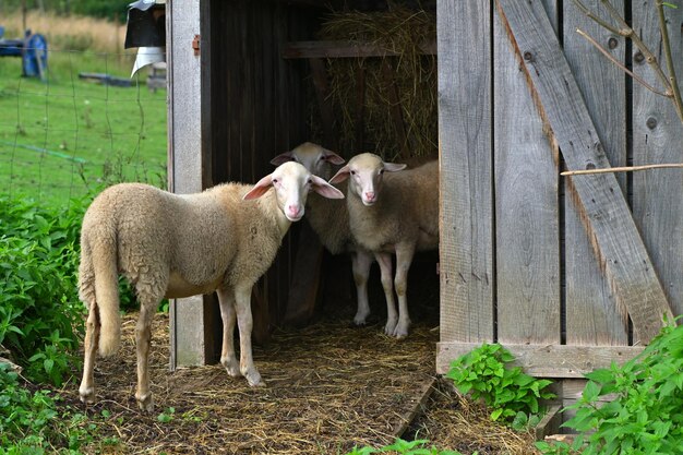 Group of young sheeps (lambs) in the Slovakia nature