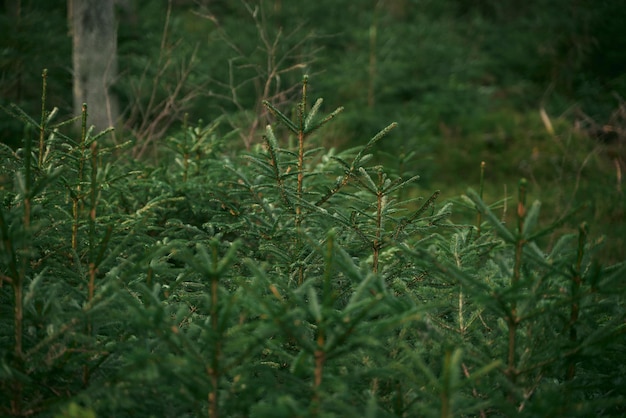 Group of young spruce saplings in nature Ecological tree nursery in the wild forest