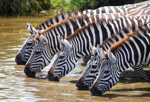 Group of zebras is drinking water from the river. Kenya. Tanzania. National Park. Serengeti. Maasai Mara.