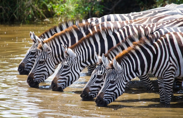 Group of zebras is drinking water from the river. Kenya. Tanzania. National Park. Serengeti. Maasai Mara.