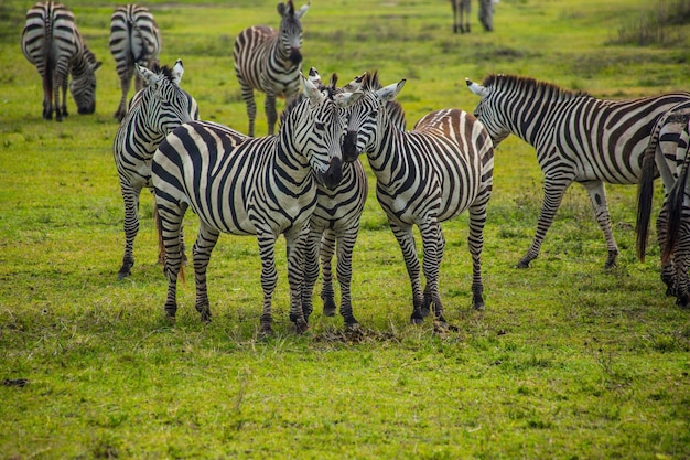 Group of zebras in Masai Mara National Park, Kenya