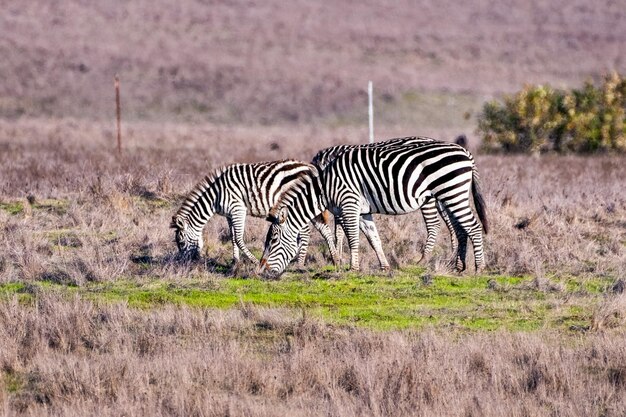 A group of Zebras part of the Hearst Castle remaining zebra herd roaming free on the pastures of San Simeon Pacific Ocean Coastline Central California