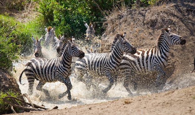 Group of zebras running across the water. Kenya. Tanzania. National Park. Serengeti. Maasai Mara.