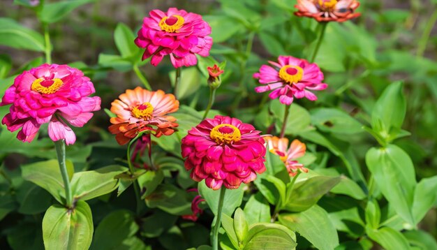 庭のジニアの花のグループ