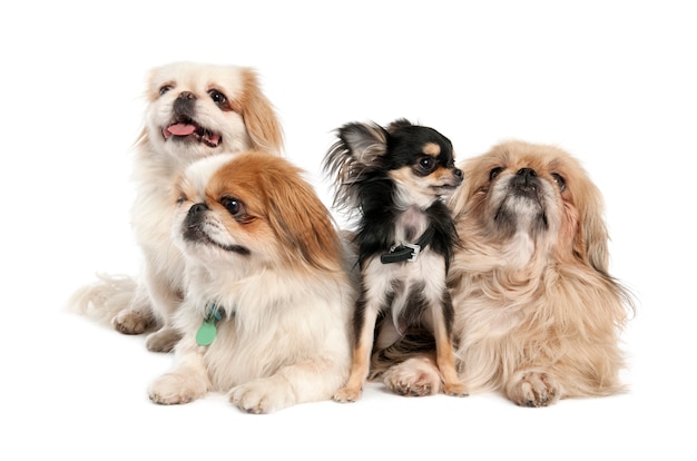 Photo groupe of 3 pekingeses and a chihuahua