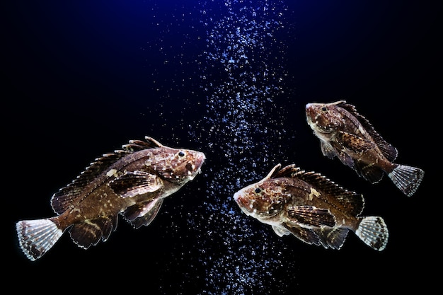 grouper fish swimming on black background