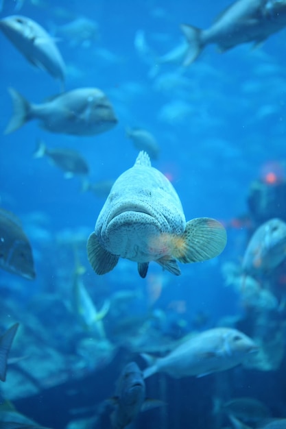 Grouper fish swims in large aquarium with other fish