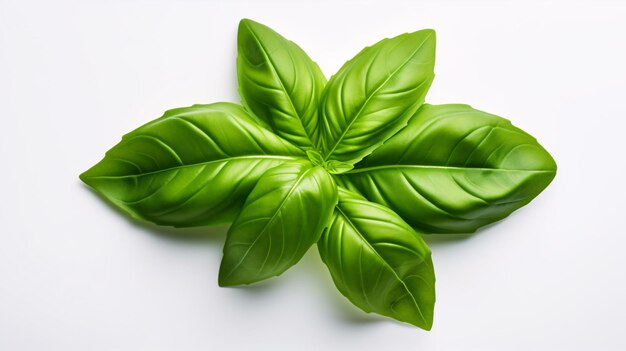 A grouping of vibrant green basil leaves lying flat on a white surface were captured from an elevated position in sharp focus