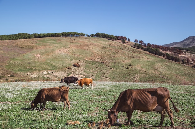 Groups of cows grazing on the mountains