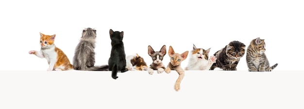 Groups of different cats leaning on a empty web banner to place text Empty space for text isolated on white