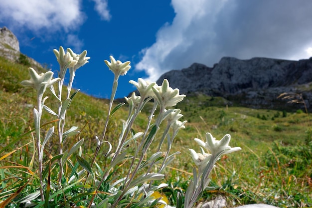 石灰岩の山々のエーデルワイス山の花のグループ