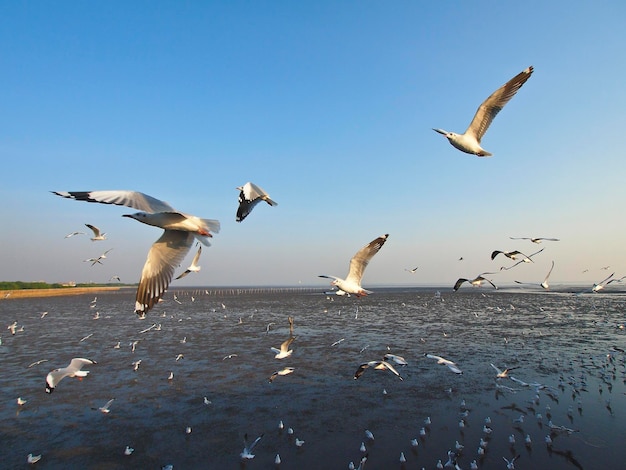 Groups of seagull soar in sky at bangpoo seaside samut prakan province thailand