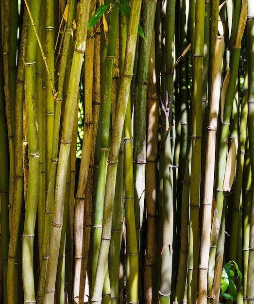 Grove of bamboo tree