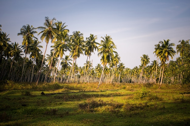 Grove of coconut palm grass lawn blue sky background. Tall palm trees with braids on the plantation. Agriculture in subtropical climate