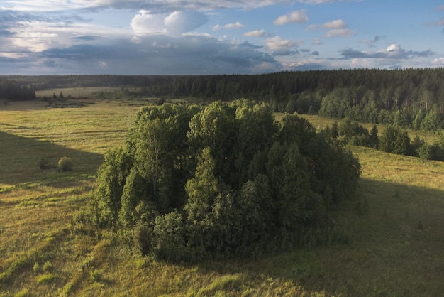 Grove in the field Scenic aerial view