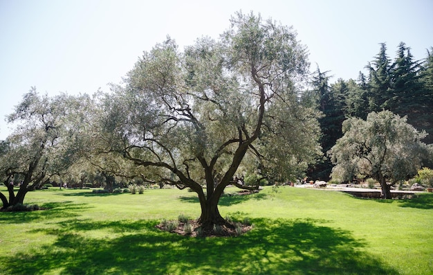 Grove of olive trees