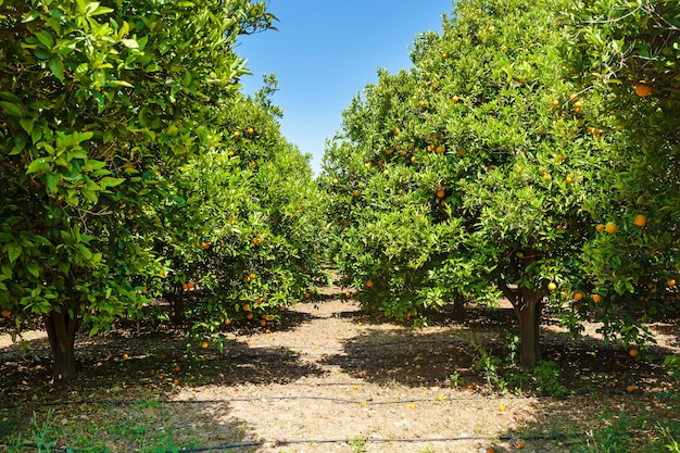 The grove of orange trees with ripe fruits