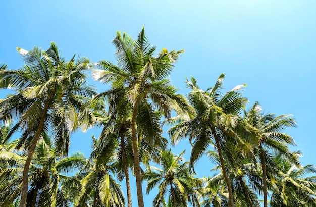 Grove of palm trees coconut palms and blue sky during warm sunny day