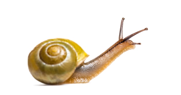 Grove slak of bruinslak, cepaea nemoralis, voor witte achtergrond