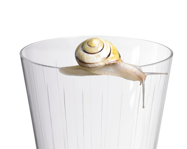 Photo grove snail on a drinking glass