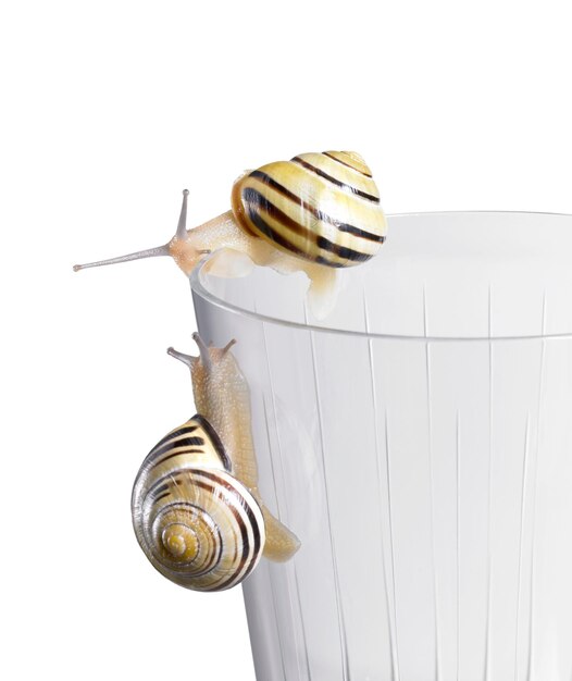 Photo grove snails on a drinking glass