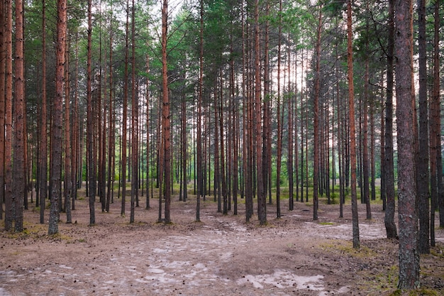 Grove van scheepsdennen, boslandschap