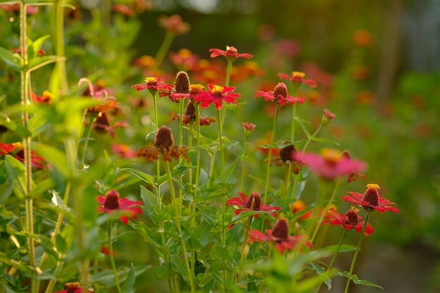 grove of zinnia elegans flowers in tropical garden colorful zinnia flowers