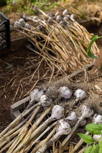 Coltiva un raccolto di frutta e verdura di stagione, acqua e ripianta piante e alberi di verdure