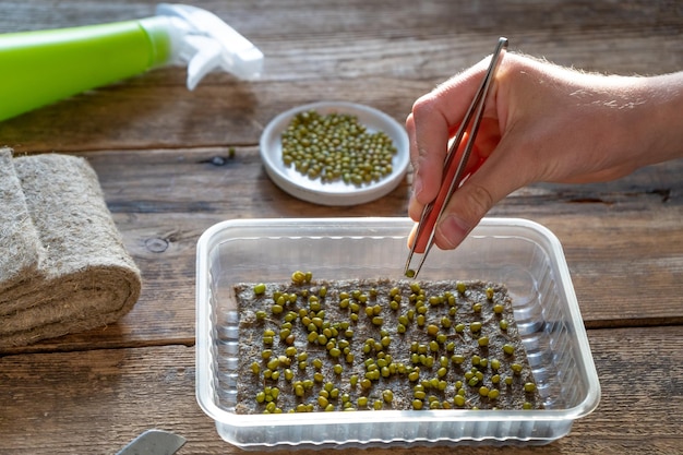 Grow microgreen Daikon seeds Sprout Japanese radish on a linen mat in a plastic tray Seedling Home garden Urban gardening Hobby A hand with tweezers holds a seed Microgreen for Vegan food