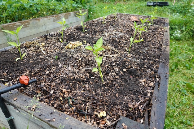 Foto coltivare i peperoni su letti rialzati piantare peperoni nel cortile posteriore piantare il peperone in giardino ortofrutticolo