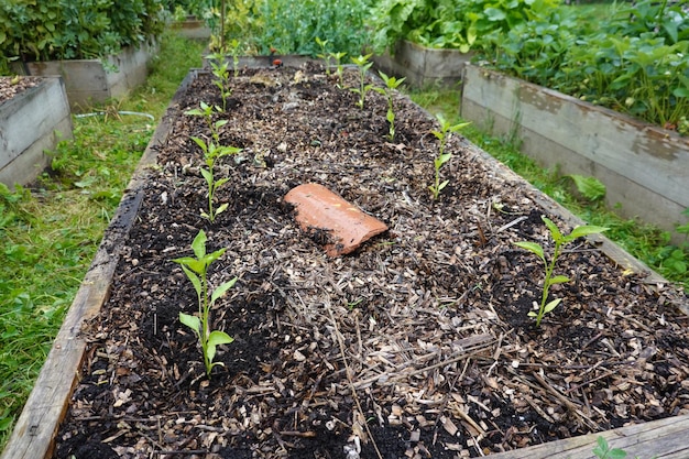 Foto coltivare i peperoni su letti rialzati piantare peperoni nel cortile posteriore piantare il peperone in giardino ortofrutticolo
