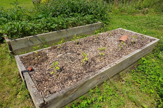 Foto coltivare i peperoni su letti rialzati piantare peperoni nel cortile posteriore piantare il peperone in giardino ortofrutticolo