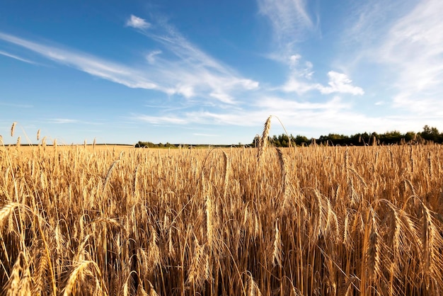 Grow ripe rye