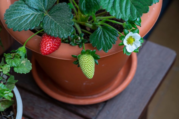 鉢植えのバルコニーで自宅でイチゴを育てる