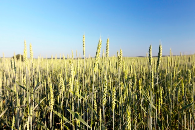 農地の未熟な緑のライ麦の穂で育つ、被写界深度の浅い写真の風景、背景の青い空