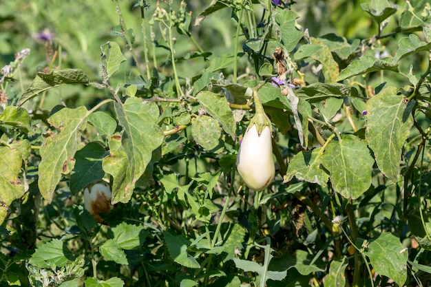 Growing aubergines in garden beds