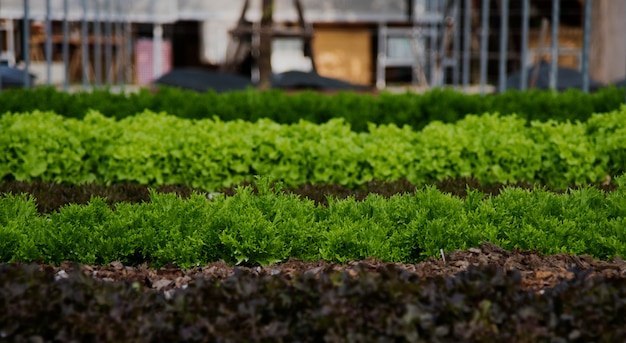 Growing baby plant in the garden