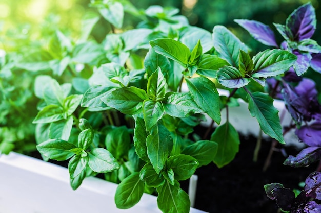 Photo growing basil at home plants close up