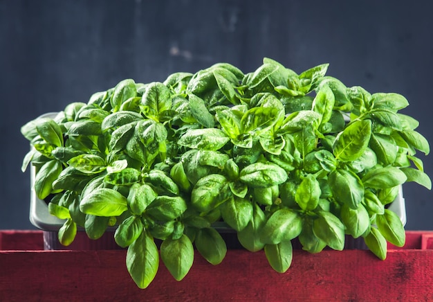 Growing basil in the pot