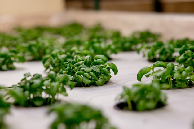 Growing basill and herbs in hydroponic system, seed pods made\
of rock wool. vegan and healthy eating concept. sprouted seeds,\
micro greens.